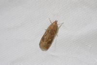Helcystogramma triannulella