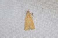 Helcystogramma rufescens