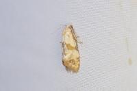 Phalonidia contractana