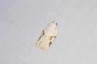 Acleris kochiella