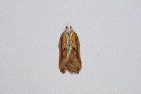 Acleris cristana
