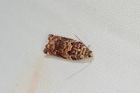 Gypsonoma minutana