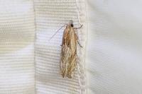 Eucosma cana