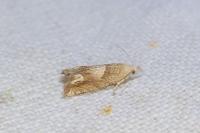 Eucosma conterminana