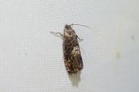 Pammene albuginana/suspectana