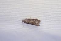 Grapholita funebrana/molesta