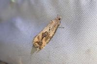 Endothenia quadrimaculana
