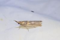 Etiella zinckenella