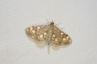 Anania coronata