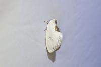 Cilix hispanica