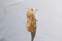 Cosmia affinis