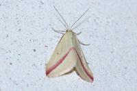 Rhodometra sacraria