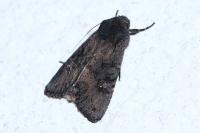 Aporophyla nigra