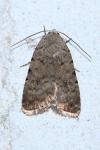 Caradrina clavipalpis