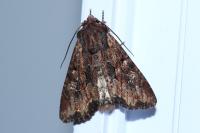 Mniotype solieri