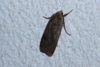 Noctua pronuba