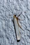 Eilema caniola