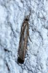 Agriphila geniculea