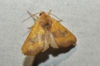 Atethmia centrago