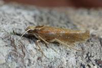 Ypsolopha parenthesella