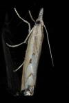 Agriphila geniculea