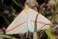 Rhodometra sacraria