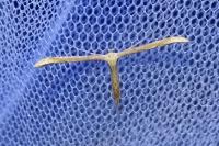 Emmelina argoteles/monodactyla