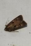 Agrotis trux
