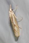 Agriphila geniculea