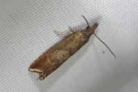 Dichrorampha acuminatana