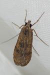 Nomophila noctuella