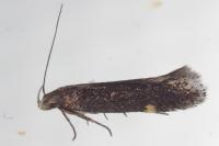 Aproaerema anthyllidella