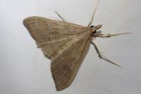 Mecyna asinalis