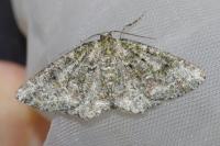 Cleorodes lichenaria