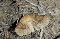 Crocallis dardoinaria