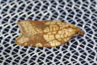 Acleris rhombana