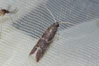 Cryptoblabes gnidiella