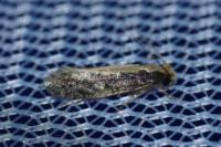 Monopis crocicapitella