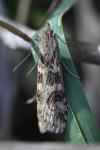 Nomophila noctuella