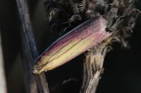 Oncocera semirubella