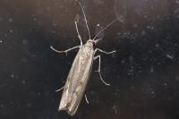 Agriphila geniculea