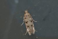 Bryotropha domestica
