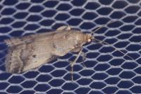 Acrobasis fallouella