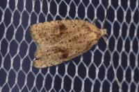 Agonopterix assimilella