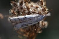 Agriphila geniculea