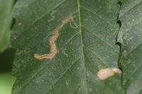 Stigmella samiatella
