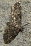 Eupithecia tantillaria