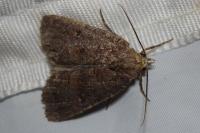 Rusina ferruginea