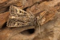 Tholera decimalis