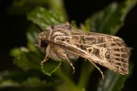 Tholera decimalis